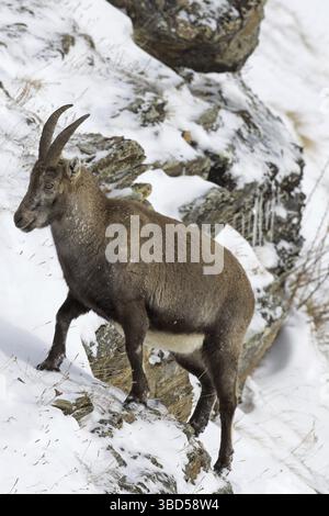 Bouquetin des Alpes (Capra ibex) femmes qui se nourrissent de versant de montagne dans la neige en hiver, Parc National du Gran Paradiso, Alpes italiennes, Italie Banque D'Images
