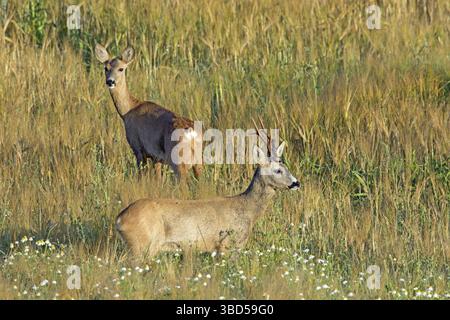 Le chevreuil (Capreolus capreolus) buck et doe dans champ de blé pendant le rut en été Banque D'Images