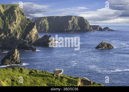 Moutons qui paissent le long de la côte spectaculaire avec des falaises et des piles marines, qui abritent des oiseaux marins reproducteurs à Hermaness, Unst, îles Shetland, Écosse, U. Banque D'Images