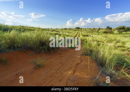 Grand paysage du désert de Kalahari avec distance menant route de terre, nuages dans le ciel bleu. Kalahari, Afrique du Sud Banque D'Images