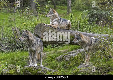 Loup meute de trois loups eurasiens (Canis lupus lupus), loups gris à l'affût en forêt en automne Banque D'Images
