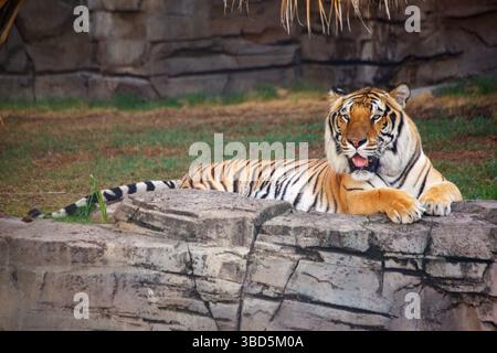 Un tigre du Bengale assis dans le parc d'attractions Busch Gardens à Tampa, en Floride. Banque D'Images
