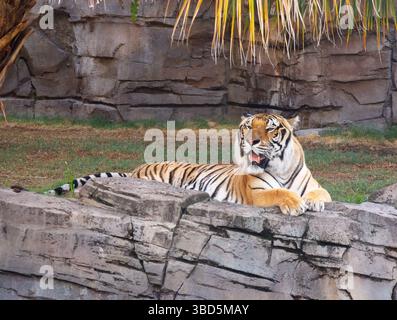 Un tigre du Bengale assis dans le parc d'attractions Busch Gardens à Tampa, en Floride. Banque D'Images