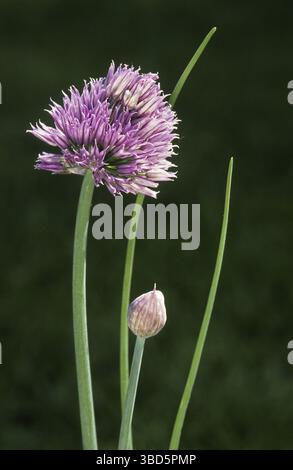Ciboulette (Allium schoenoprasum) dans la fleur plus petite espèce d'oignons comestibles Banque D'Images