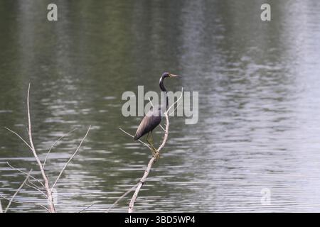 Beau héron tricolore debout au-dessus des eaux d'un lac, gardant un œil sur sa prochaine proie Banque D'Images