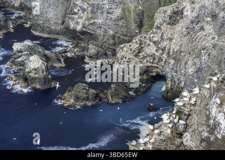 Côte spectaculaire avec Fou de Bassan (Morus bassanus) colonie de reproduction dans la région de Sea Cliff à Hermaness, Unst, Shetland, Scotland, UK Banque D'Images