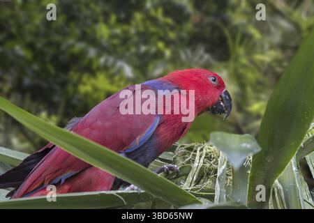 Perroquet Eclectus (Eclectus roratus) femelle perchée dans un arbre, originaire de Nouvelle-Guinée, d'Australie et d'Indonésie Banque D'Images