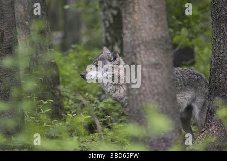 Loup eurasien solitaire, loup gris européen (Canis lupus), chasse au loup gris en forêt Banque D'Images
