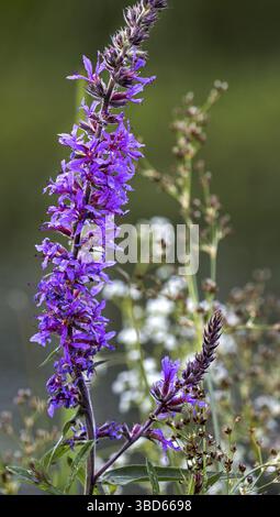 Loosestrife pourpre (Lythrum salicaria), loosestrife à pointes, lythrum pourpre en fleur Banque D'Images