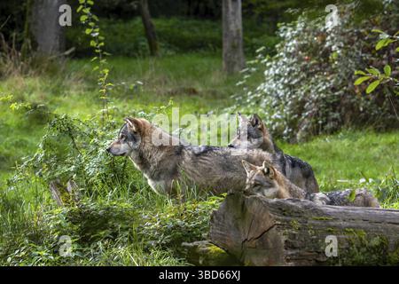 Loup meute de trois loups eurasiens, loups gris européens (Canis lupus lupus) chassant dans la forêt, les bois Banque D'Images