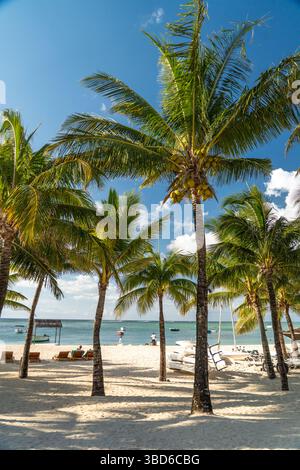 Le Morne, Maurice - 12 mai 2024 : plage paisible de sable blanc avec de hauts cocotiers et des bateaux flottant dans la mer bleue Banque D'Images