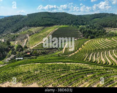 Vue aérienne de vastes vignobles en terrasses entourés d'une forêt verdoyante Banque D'Images