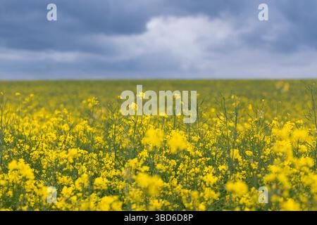 La photo montre un beau vaste champ plein de colza à floraison jaune. Le ciel est très sombre avant une tempête. Une belle vue sur notre nature. Banque D'Images