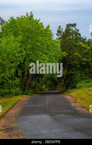 Une route étroite traverse une végétation dense avec un fond d'océan lointain Banque D'Images