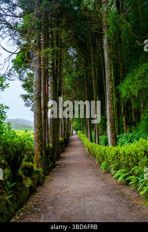 Long sentier forestier droit entouré de grands pins formant un tunnel naturel Banque D'Images