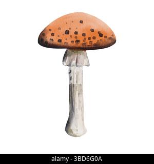 Champignon agarique mouche avec un chapeau rouge et des points noirs. Plante toxique. Récolte d'automne, médecine pour les animaux. Décoration. Illustration aquarelle sans Banque D'Images