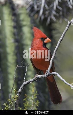 Cardinal du Nord (Cardinalis cardinalis) mâle devant le cactus Saguaro (Carnegiea gigantea), désert de Sonora, Arizona, États-Unis Banque D'Images