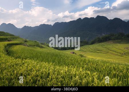 Rizières en terrasses soignées et pittoresques et montagnes karstiques boisées de pu Luong dans la région rurale du Vietnam Banque D'Images
