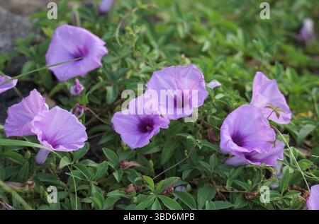 Fleurs violettes sur une plante de gloire matinale côtière (Ipomoea cairica) dans un jardin Banque D'Images