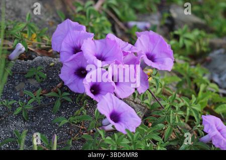 Fleurs violettes sur une plante de gloire matinale côtière (Ipomoea cairica) dans un jardin Banque D'Images