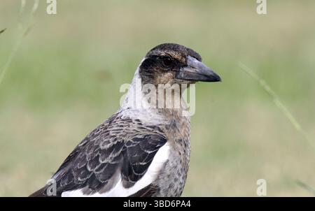 Gros plan portrait d'un oiseau magpie australien Banque D'Images