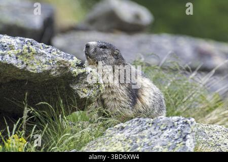 Marmotte des Alpes (Marmota marmota) se cacher derrière rock dans les Alpes Banque D'Images