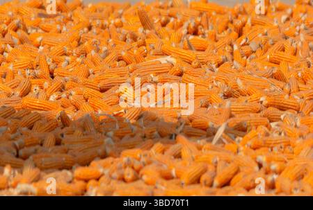 Le maïs, également connu sous le nom de maïs en anglais nord-américain, est une grande herbe tenace qui produit des céréales. Banque D'Images