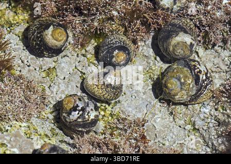 Coquillages supérieurs doublés (Phorcus lineatus) (Osilinus lineatus) se nourrissant sous l'eau dans un bassin rocheux sur une plage rocheuse Banque D'Images