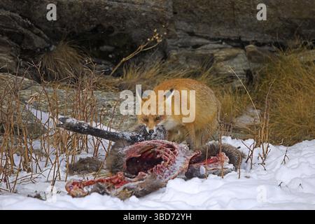Renard roux (Vulpes vulpes) se nourrissant de carcasses de chamois tués et périmés dans la neige en hiver dans les Alpes Banque D'Images