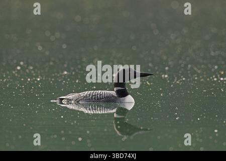 Great Northern Diver (Gavia immer), Great Northern plongeon, plongeon commun nageant dans le lac en été Banque D'Images