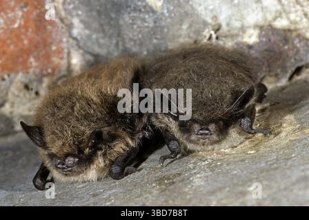 Deux chauves-souris fouettées (Myotis mystacinus) hibernent en cave en hiver Banque D'Images