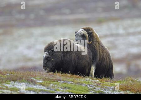 Boeuf musqué (Ovibos moschatus) taureau et vache s'accouplant sur la toundra pendant l'ornière, saison d'ornière en automne, Dovrefjell Banque D'Images
