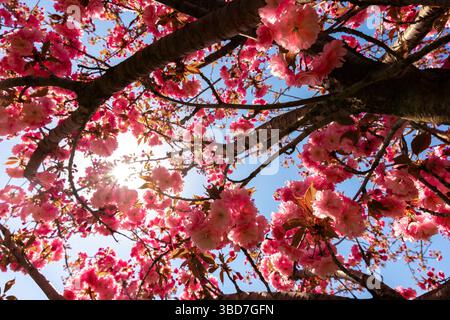 La lumière du soleil filtre à travers les branches de fleurs de cerisier en fleurs, mettant en évidence les fleurs roses éclatantes dans un ciel bleu clair. Banque D'Images