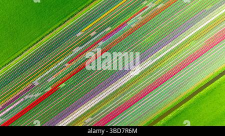 Vue de haut en bas des champs de tulipes colorés dans la campagne néerlandaise Banque D'Images