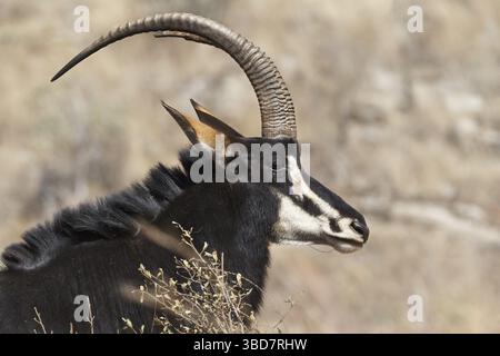 Sable Antelope (Hippotragus Niger) mâle adulte, portrait, Parc national Kruger, Afrique du Sud Banque D'Images