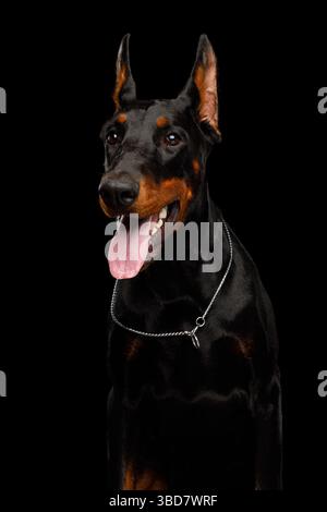 Gros plan portrait vertical du chien Doberman regardant de côté sur fond noir isolé Banque D'Images