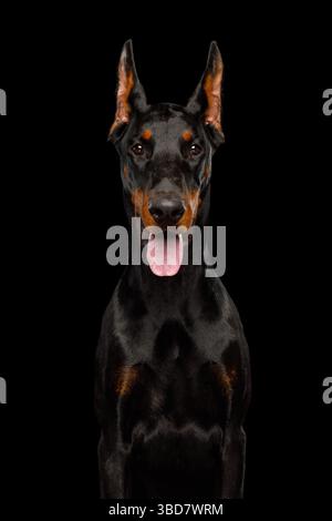 Gros plan portrait vertical du chien Doberman regardant dans la caméra sur fond noir isolé Banque D'Images