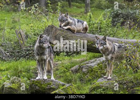 Loup meute de trois loups eurasiens (Canis lupus lupus), loups gris à l'affût en forêt en automne Banque D'Images