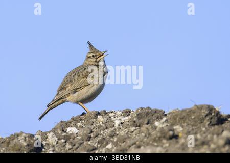 Alouette à crête (Galerida cristata) (Alauda cristata) chantant dans les champs au printemps Banque D'Images