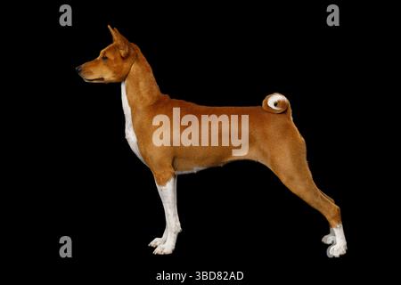 Blanc avec chien Basenji rouge debout isolé fond noir, vue de côté, pleine longueur Banque D'Images