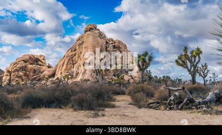 Desert Rock Hill avec arbres de Joshua et branches tombées à Joshua Banque D'Images