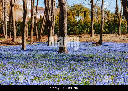 Scilla Siberica dans le parc Banque D'Images