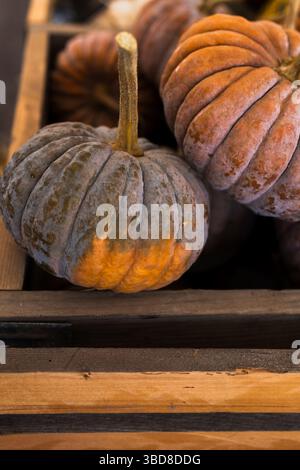Citrouille orange-gris poussiéreuse reposant sur une caisse en bois à la lumière du soleil Banque D'Images