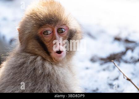 Bébé singe de neige en plein air pendant la journée dans la neige Banque D'Images