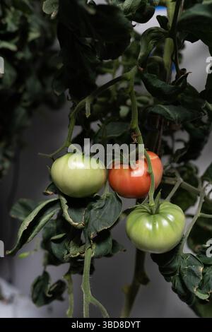 Gros plan de tomates hydroponiques poussant sur la vigne en intérieur Banque D'Images