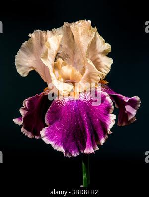 Elégant Bicolor Iris Bloom sur un fond noir profond Banque D'Images