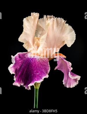 Elégant Bicolor Iris Bloom sur un fond noir profond Banque D'Images