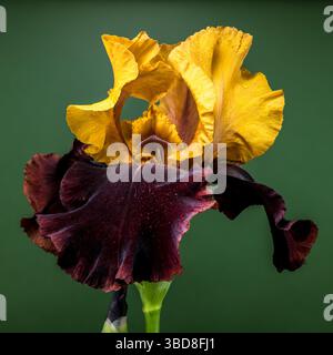Iris Bloom bicolore saisissant sur fond vert profond Banque D'Images