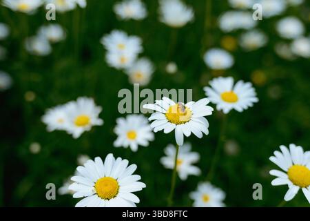 Gros plan de l'abeille de miel sur la fleur de Marguerite avec fond bokeh vert Banque D'Images