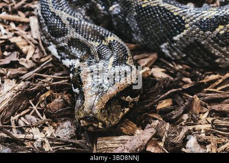 constrictor serpent animal sauvage nature douce Banque D'Images